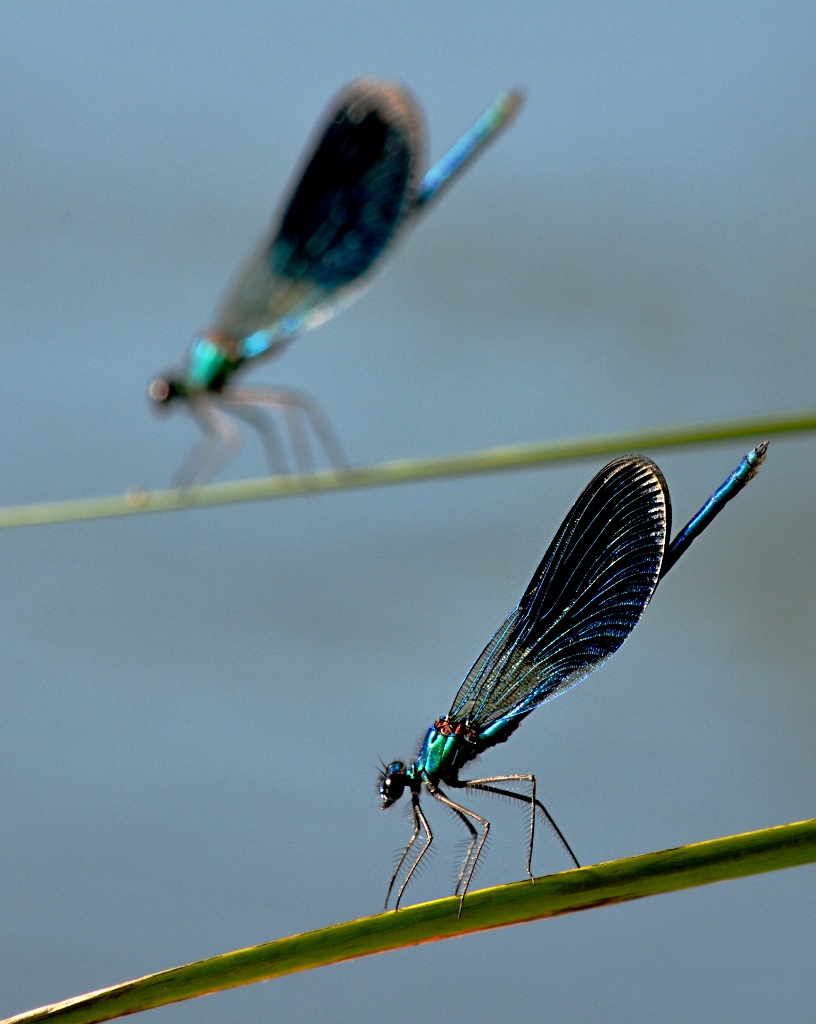Due Libellule blu