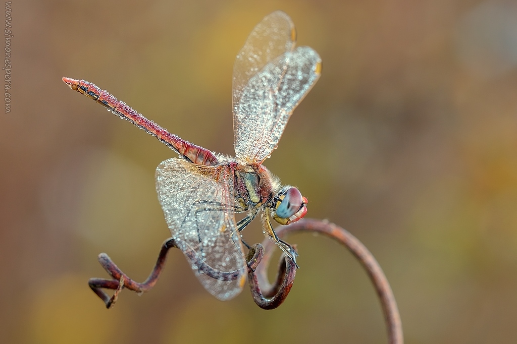 Sympetrum....
