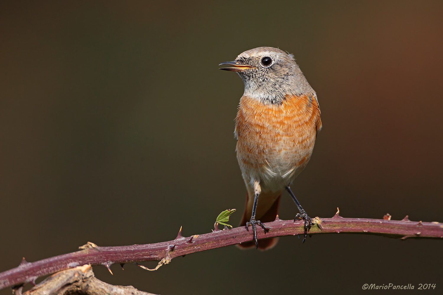 Codirosso (Phoenicurus phoenicurus)