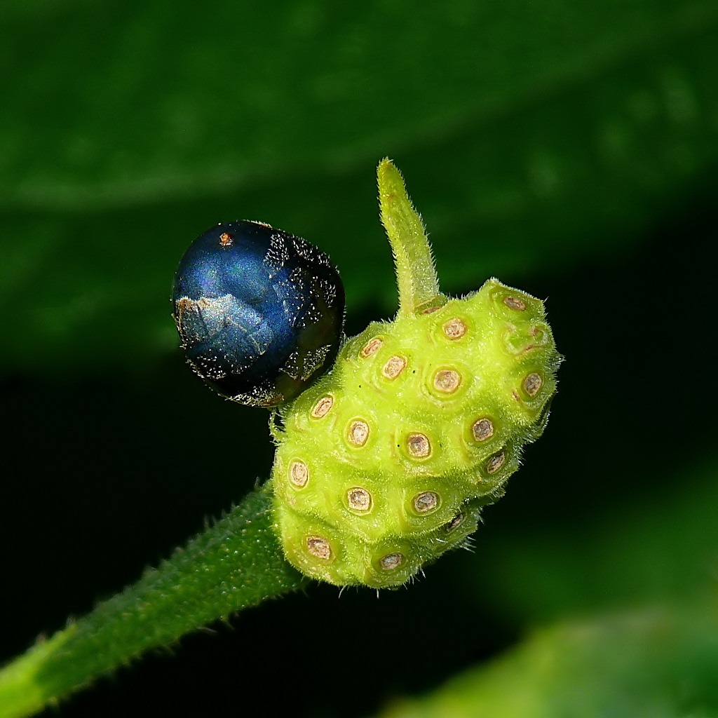 *** Natura artistica ***