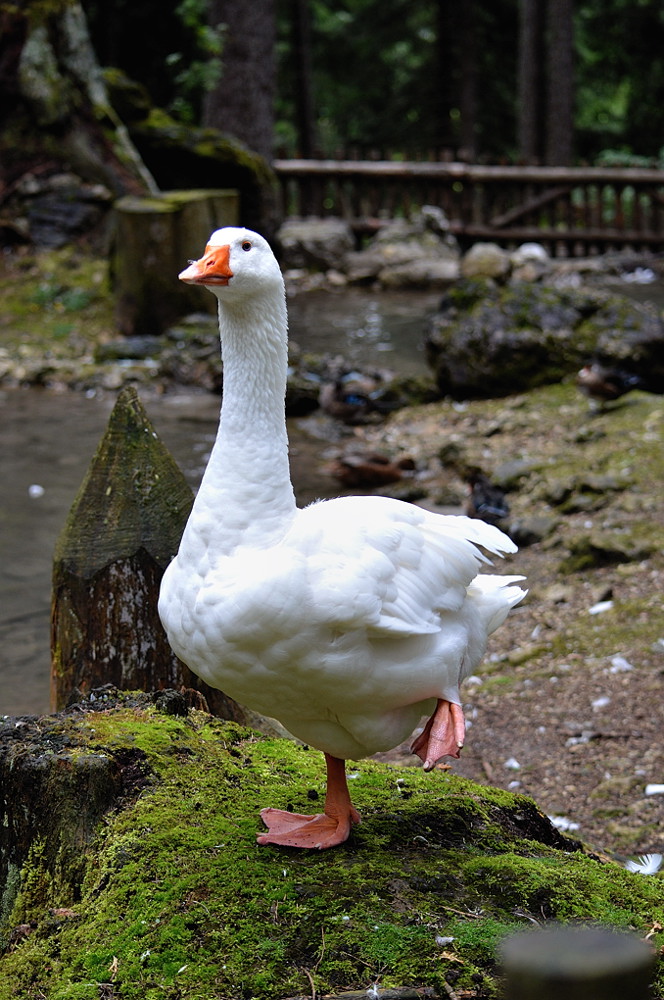 Preferisco stare su una zampa sola...