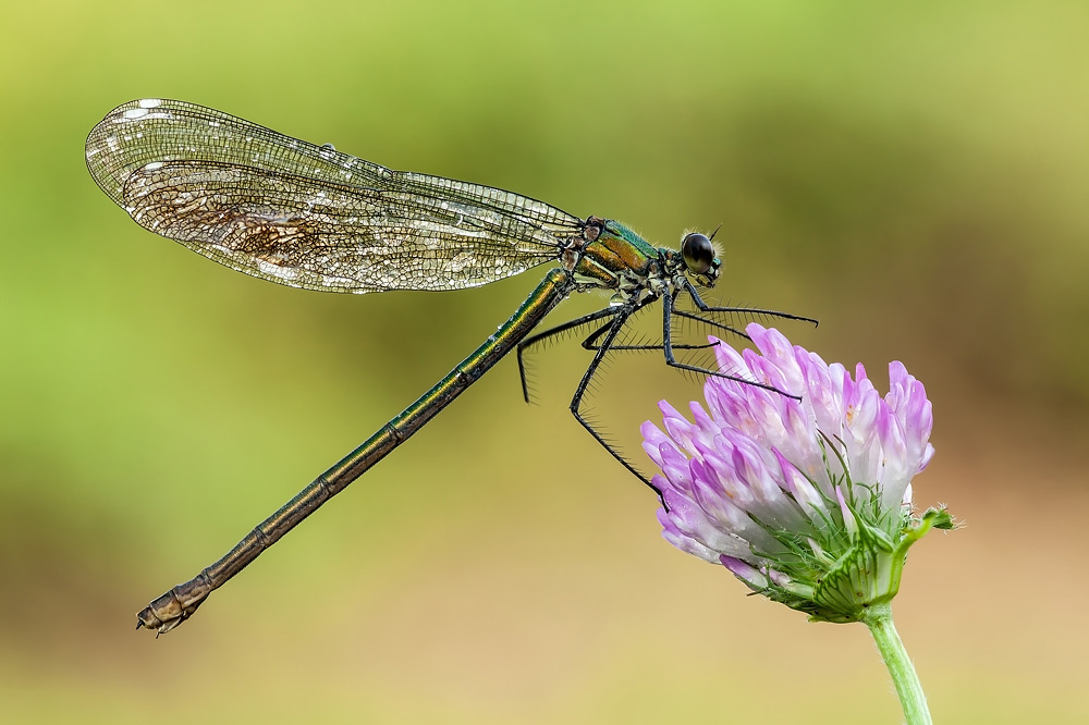 Calopteryx splendens