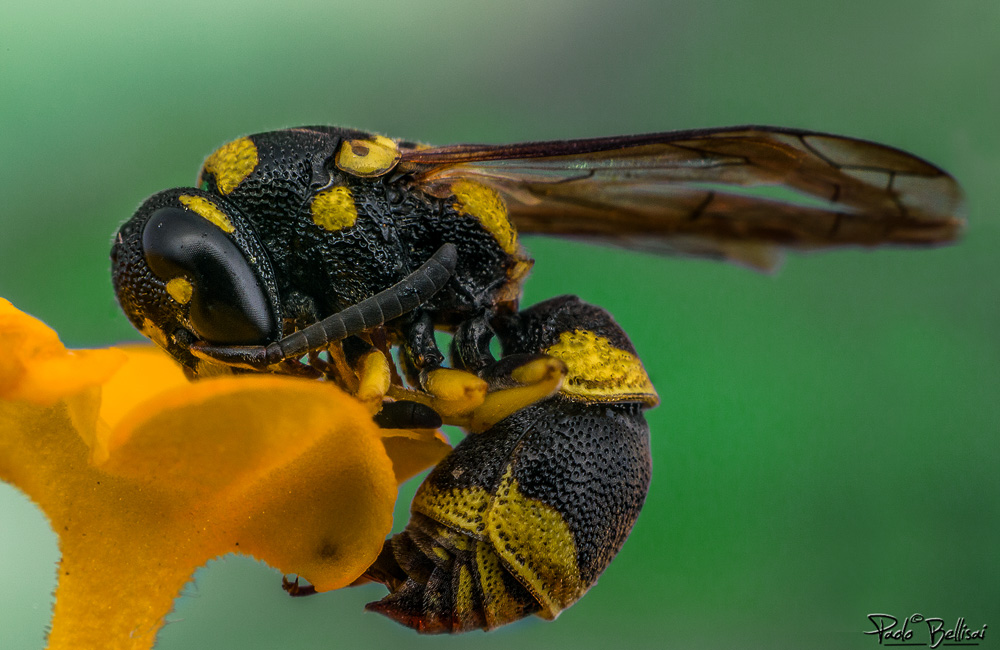 Ancistrocerus gazella