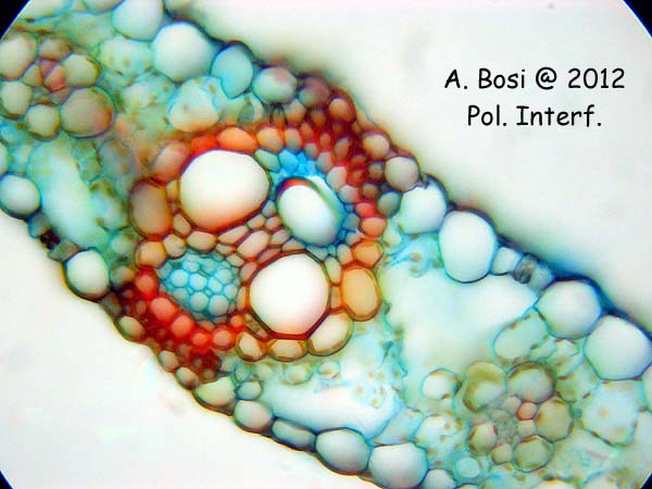 Sezione foglia di Mais