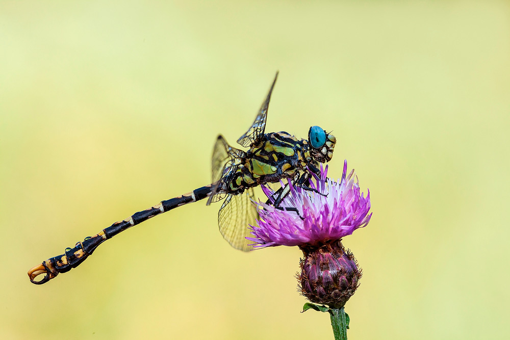 Onychogomphus uncatus
