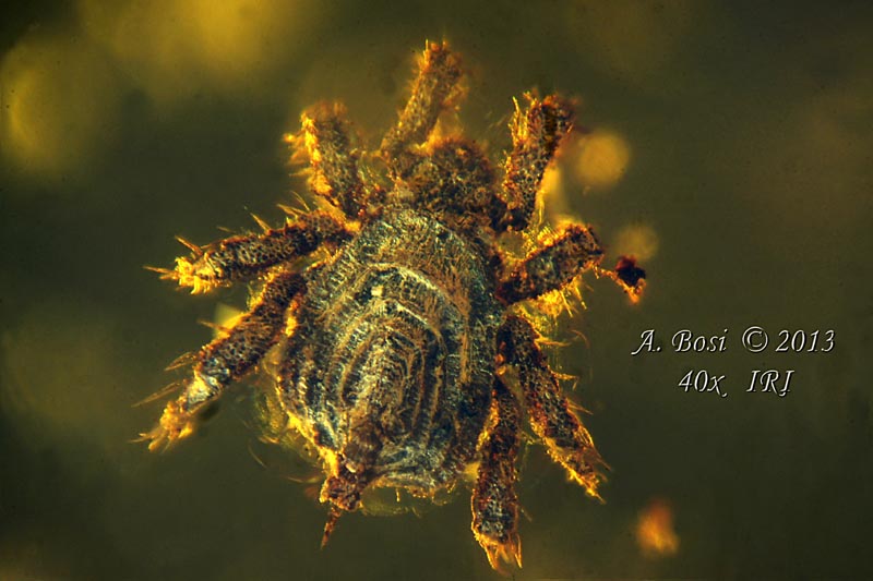 Acaro incluso in Ambra fossile