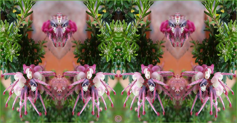 Fiori mutanti�2014