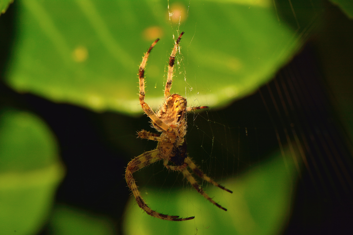 Il ragno in penombra