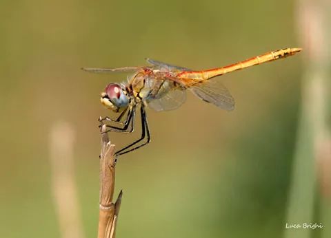 Libellula
