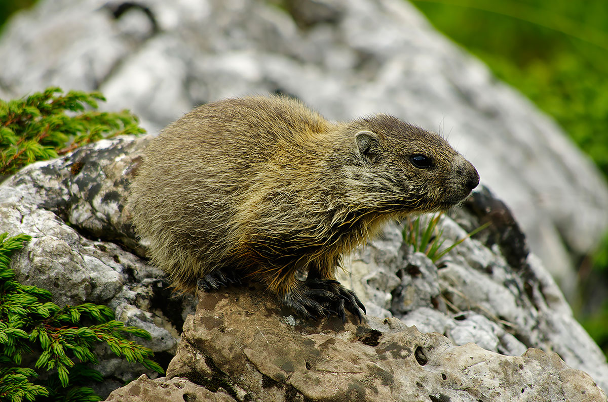 Marmotta