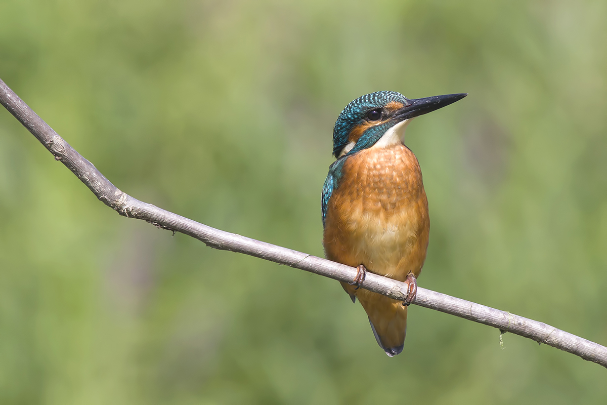 Il solito martino...