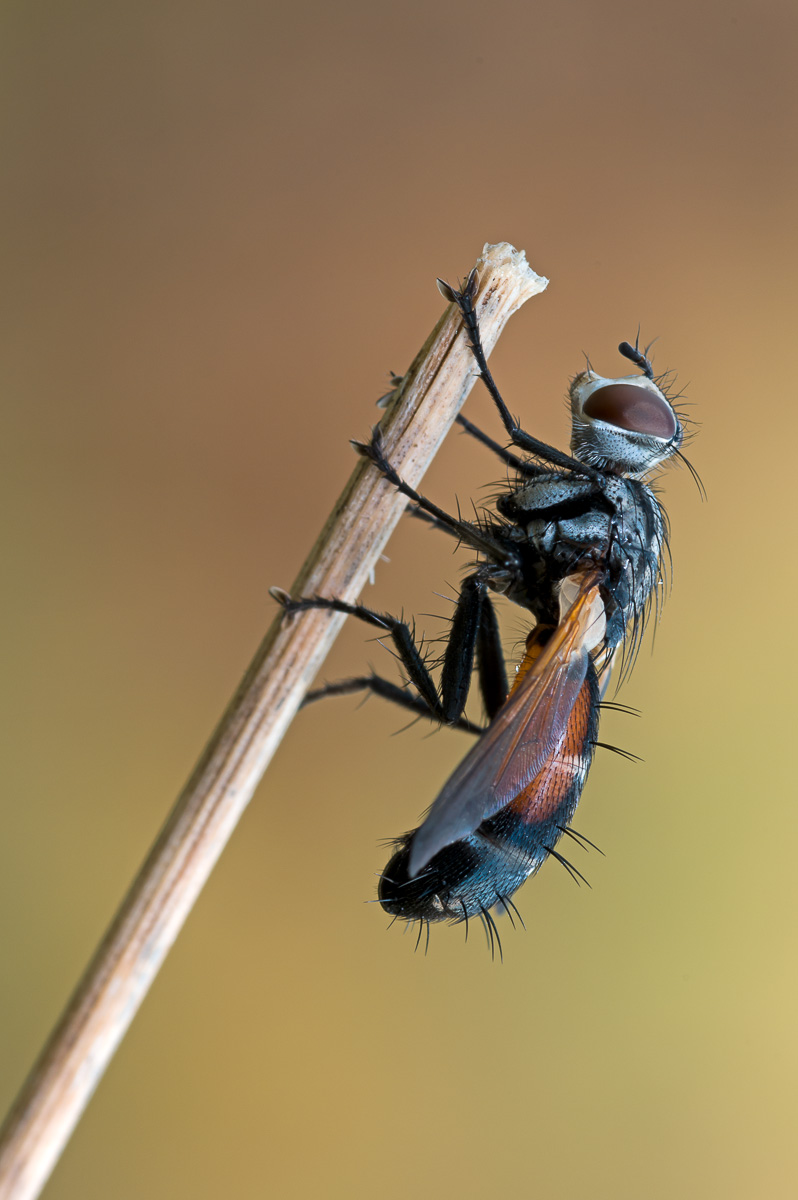Diptera