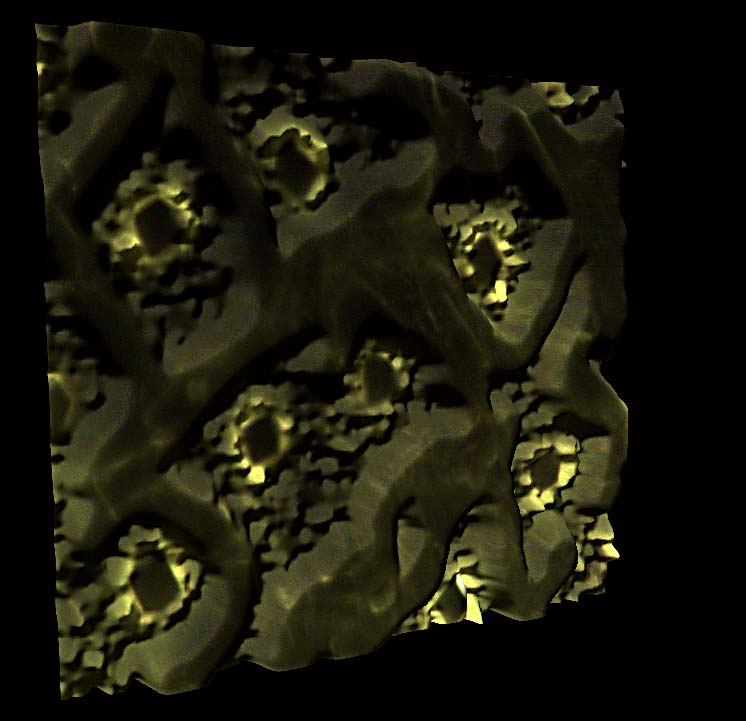 Aglio con cristalli di ossalato in luce fluorescente