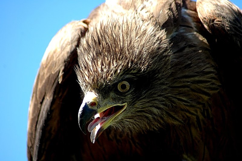 Occhio che mi incazzo!