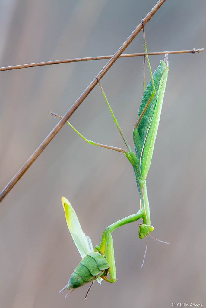 Per me ha perso la testa...