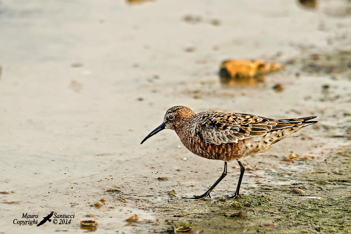 Piovanello comune in muta