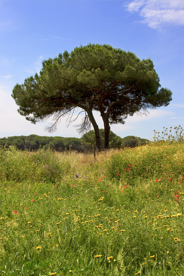 L'albero