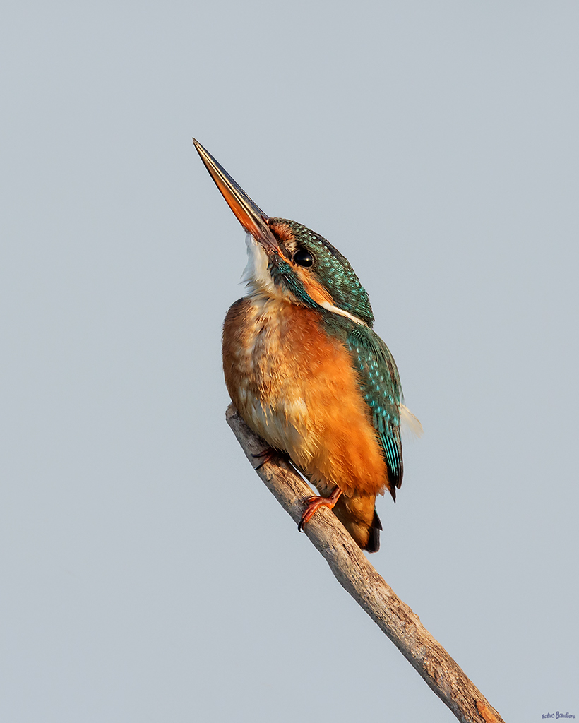 Sguardo all'ins�...