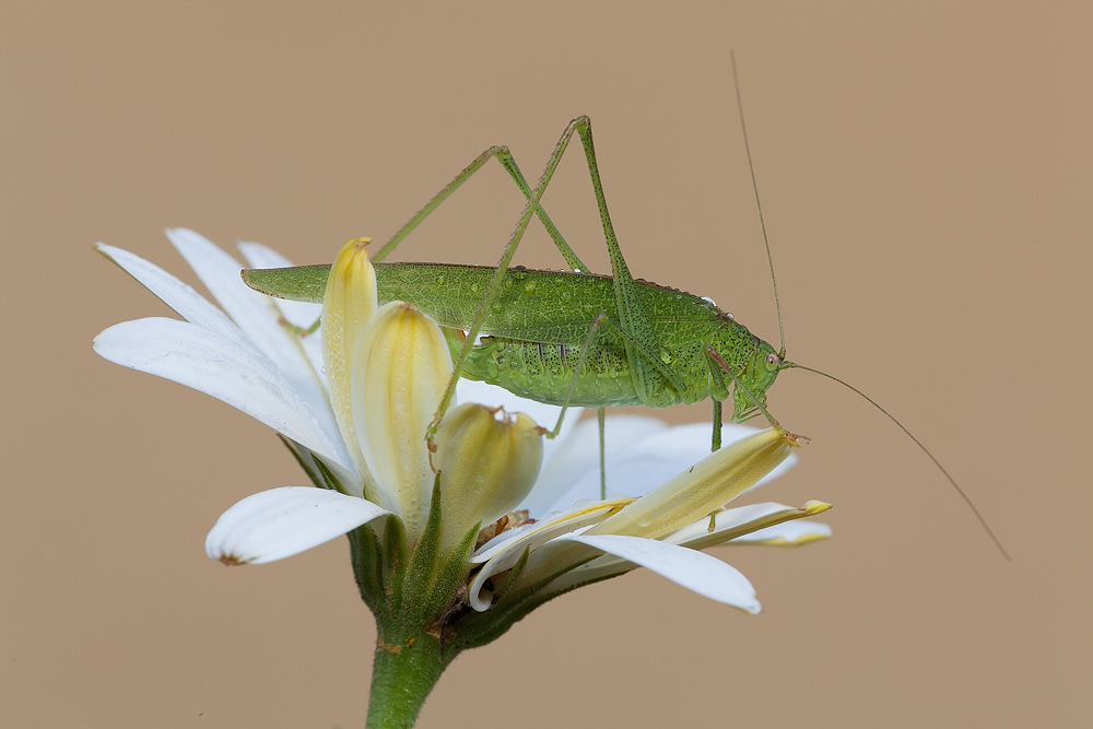 Dal libro di Pinocchio