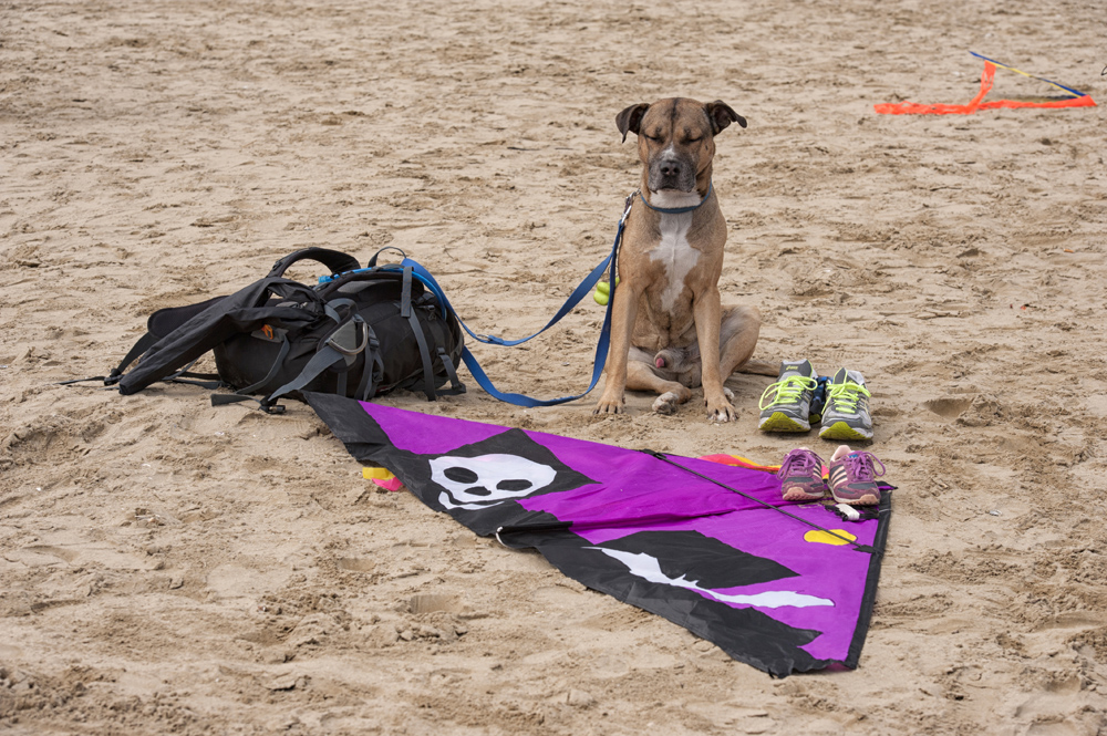 Attenti al cane. ...