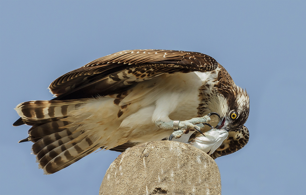 Falco pescatore con preda...