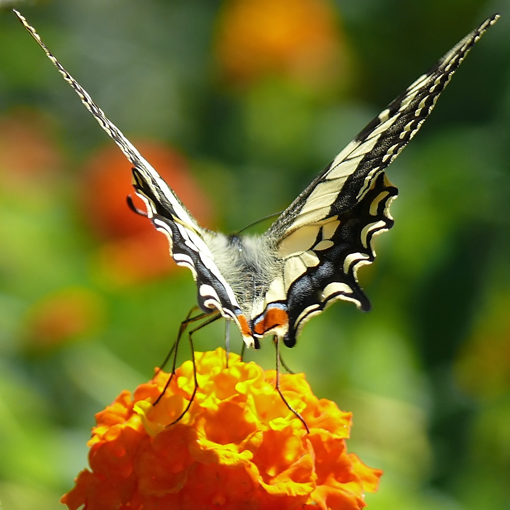 *** Inquadratura ***