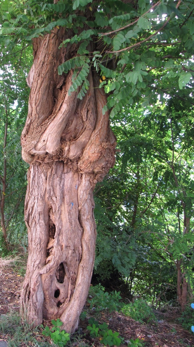 Stranezze della natura