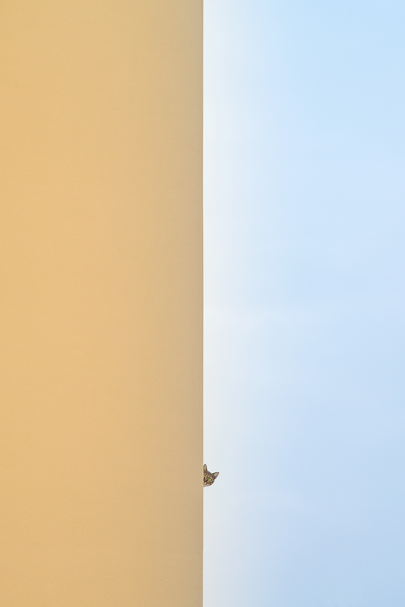 curiosity killed the cat