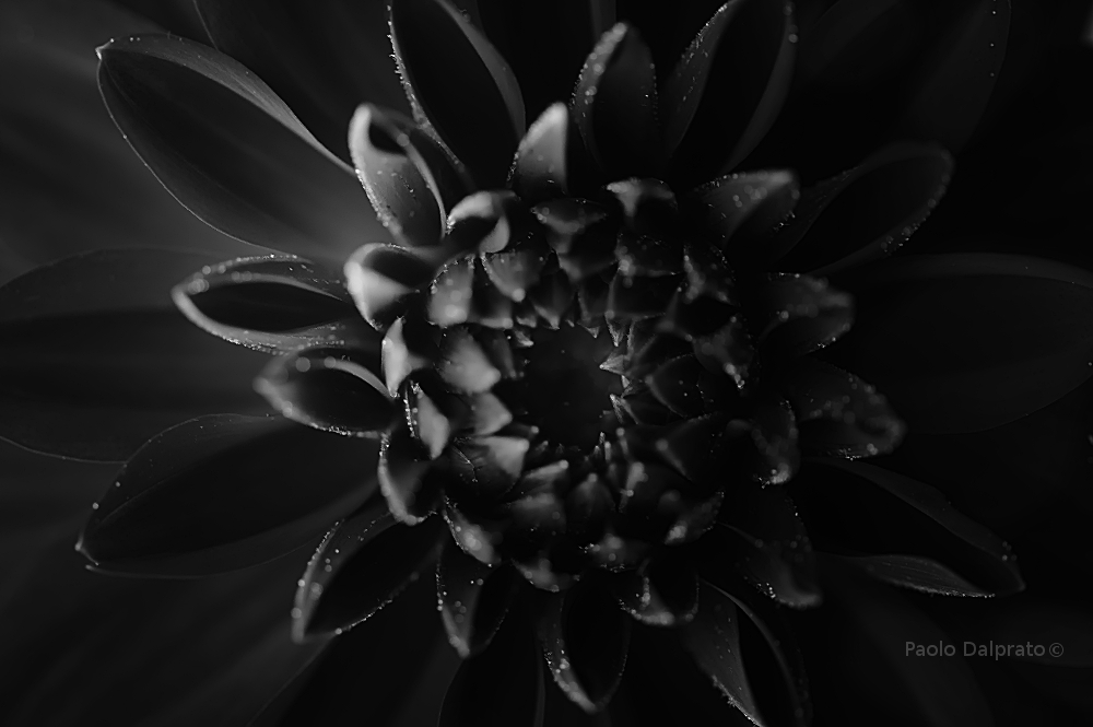 Non faccio foto di fiori