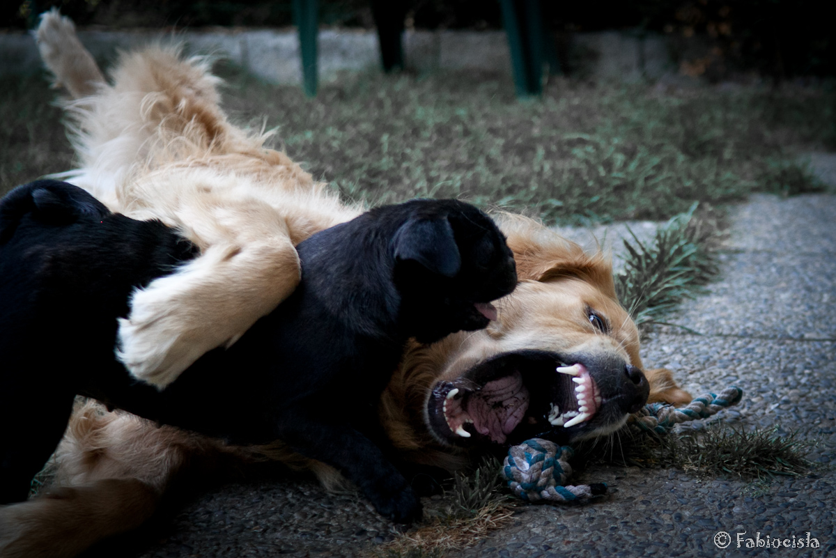 All'ultimo sangue...