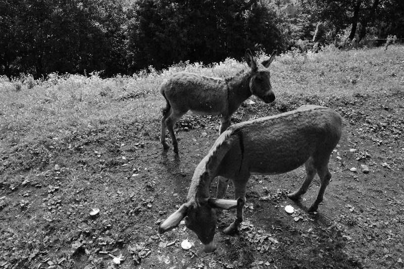 Mamma asina e puledrino