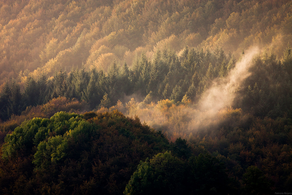Il risveglio del bosco