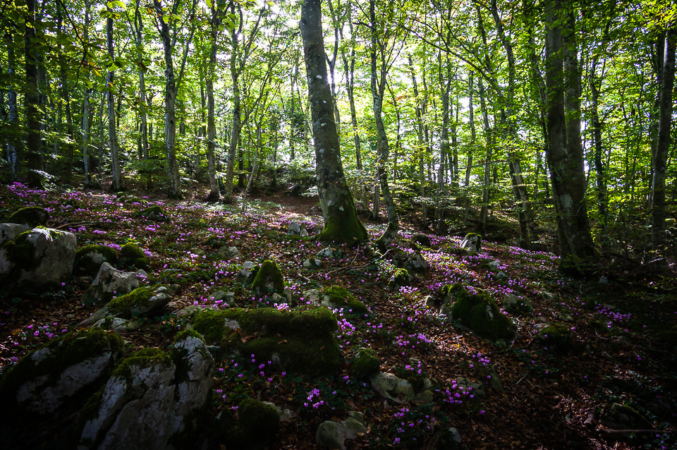 Passeggiando tra i ciclamini