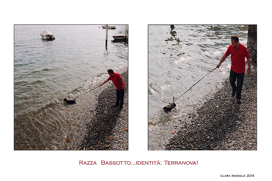Razza bassotto; Identit�: Terranova