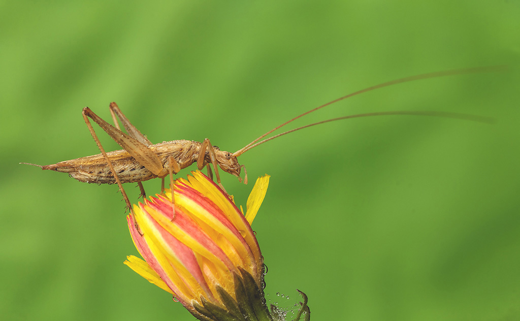Oecanthus pellucens...