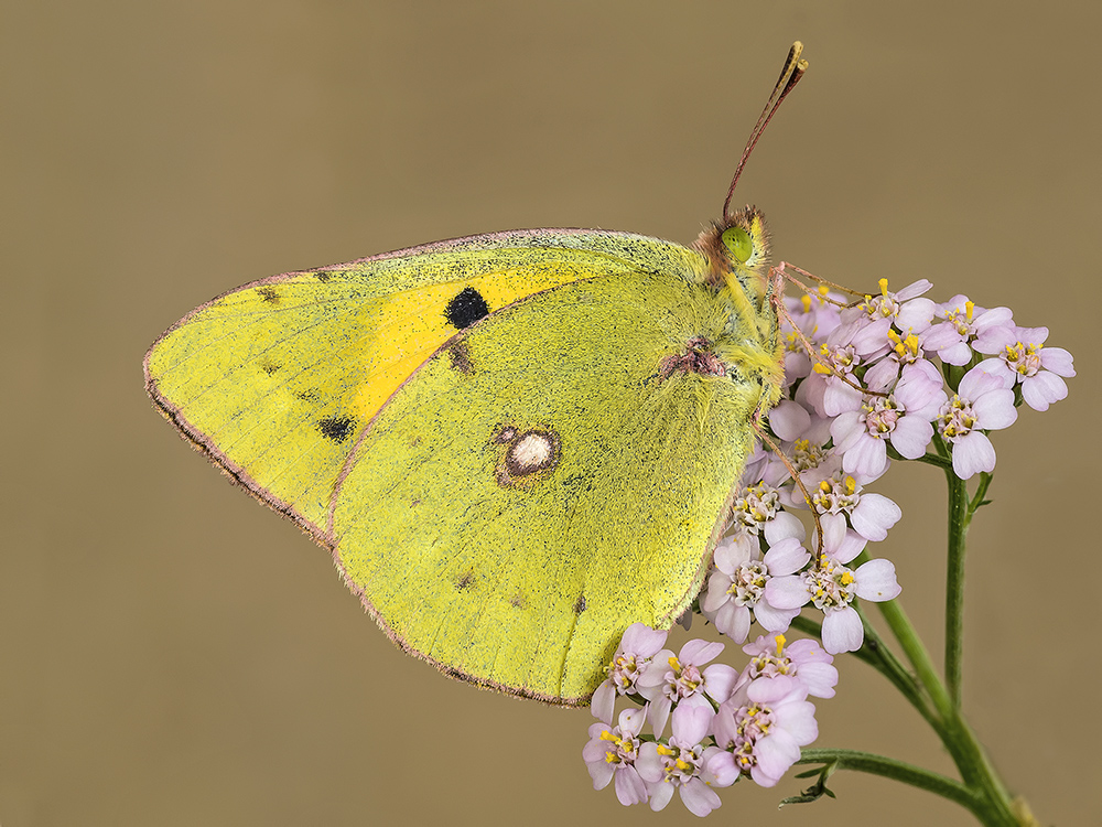 Colias