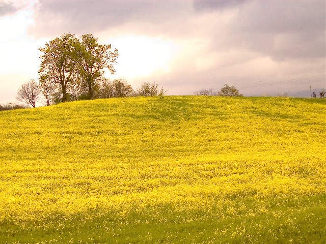Vicchio