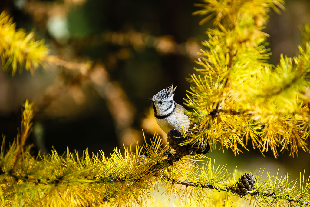 Cincia dal ciuffo autunnale