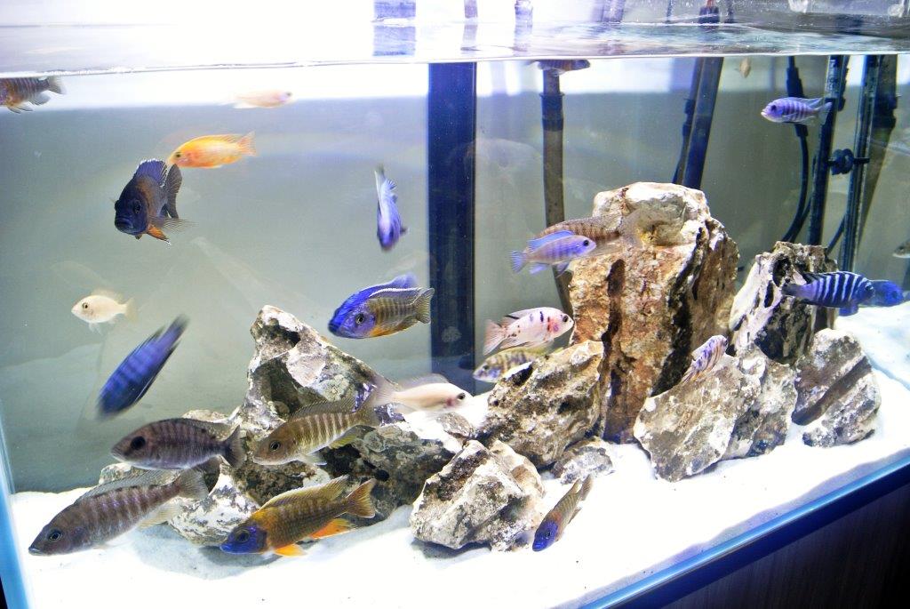 Acquario Malawi