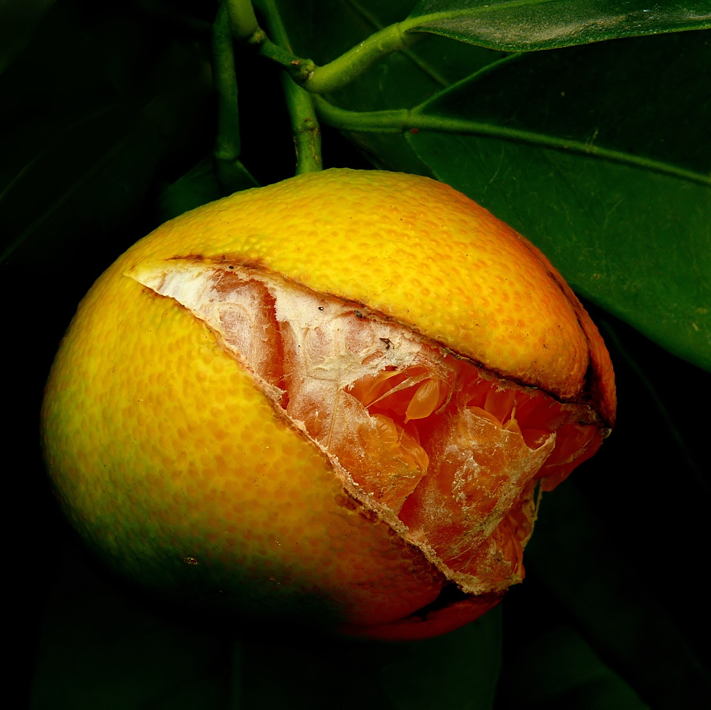 *** Mandarjena ridens ***