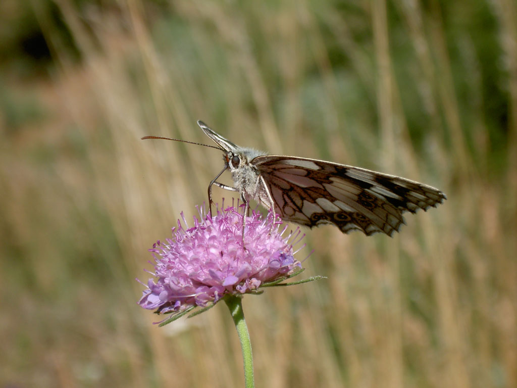 valtellina: agosto 2005 macro farfalla