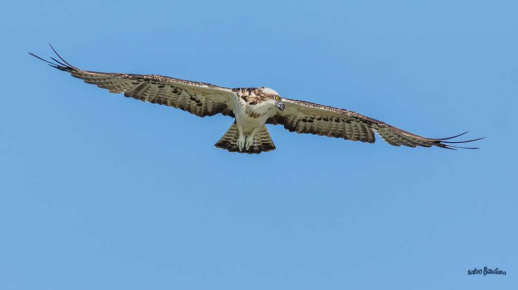 Falco pescatore in ricognizione...