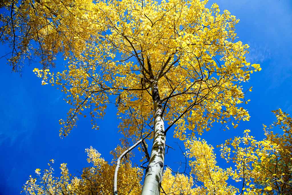 Le gialle chiome delle betulle