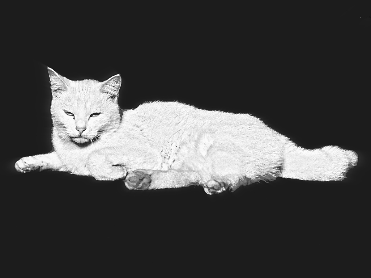 White cat on Low-Key