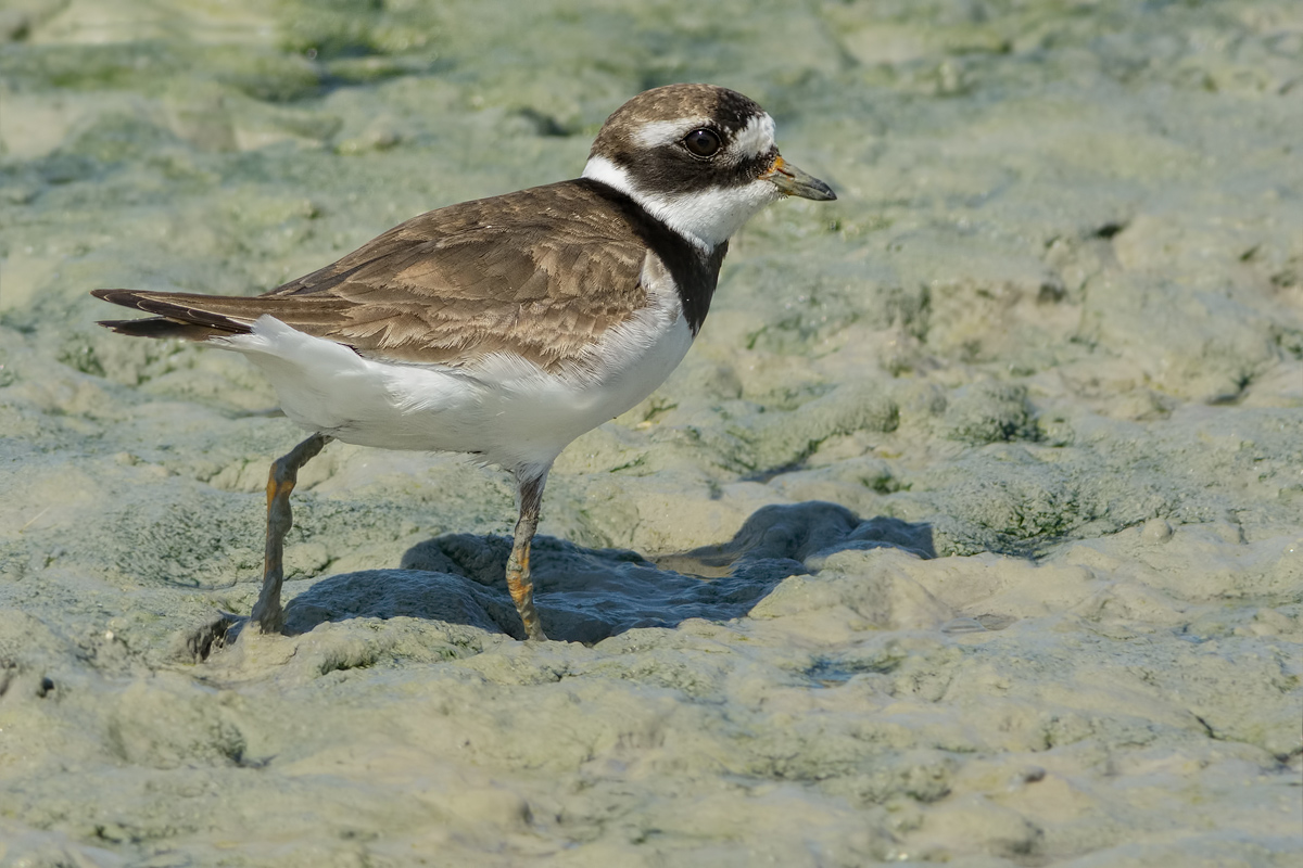 Corriere grosso  (Charadrius hiaticula)