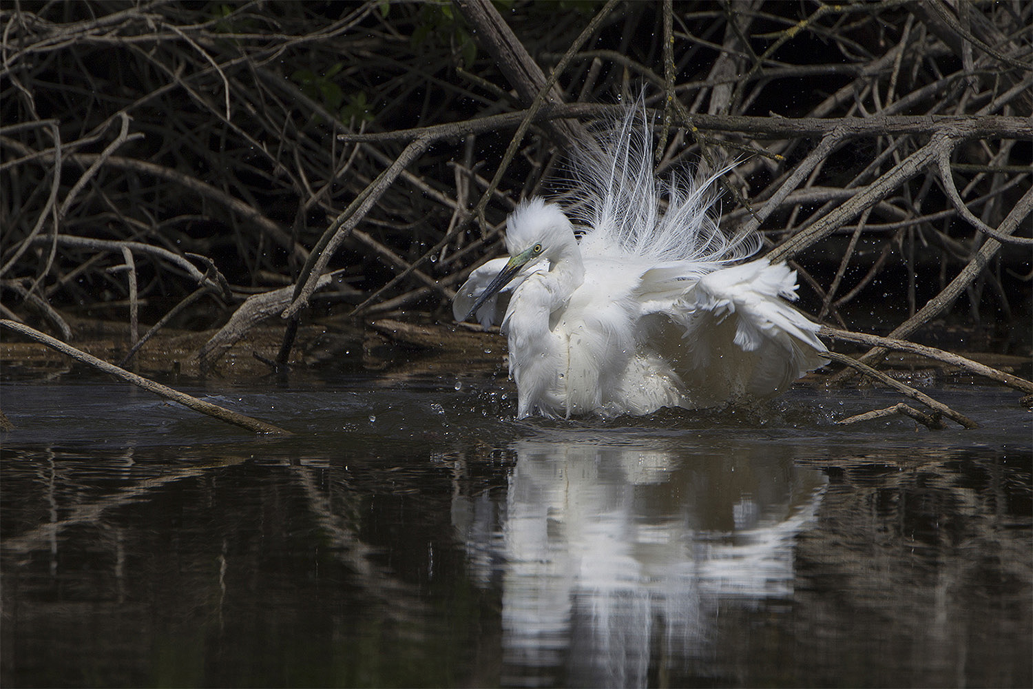 Bianco  al risciaquo...