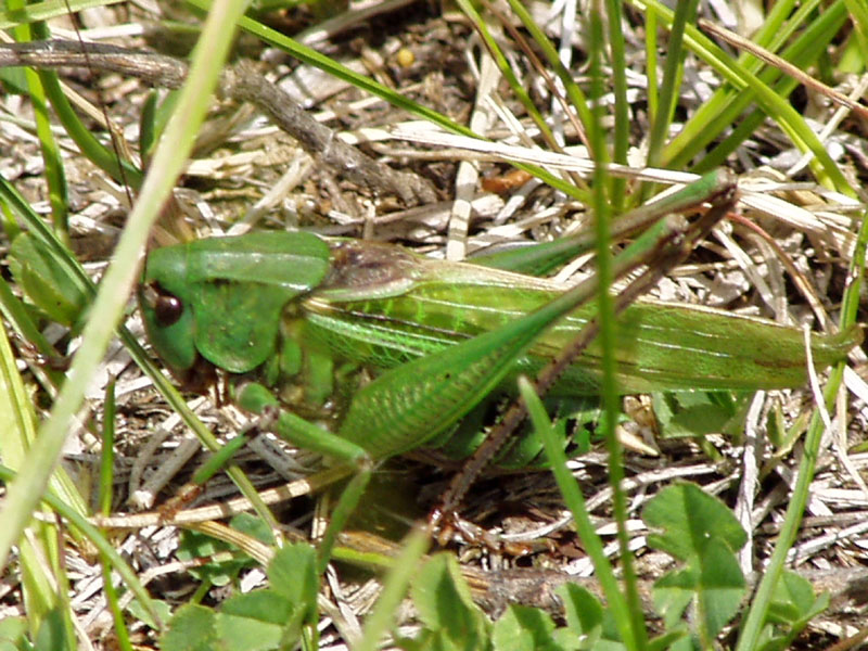 Mimetizzarsi fra i fili d'erba