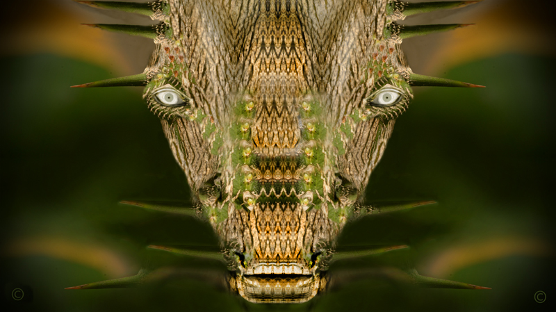 Bovino spinoso. PAREIDOLIA. � 2014