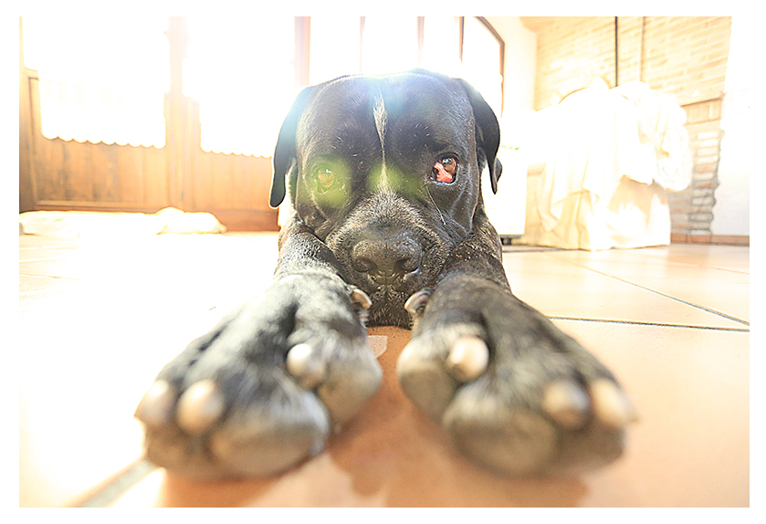 occhioni rossi e flare immondi