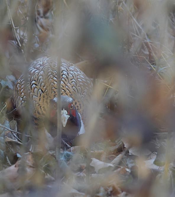 La paura fa novanta (per Rocobi)